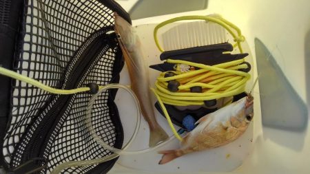 今年はいいサイズ