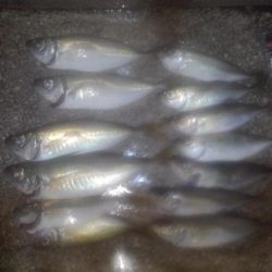 シーバス・ガシラのつもりが結局アジ