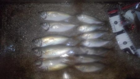 シーバス・ガシラのつもりが結局アジ