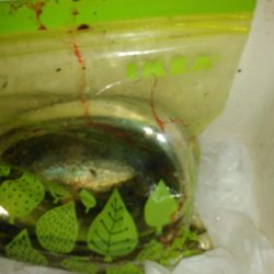 アジング、タチウオ