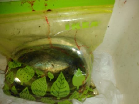 アジング、タチウオ