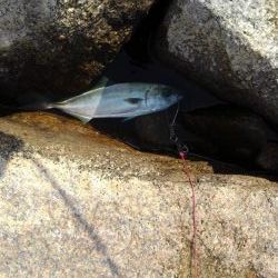 イワシ大量ですが・・・。