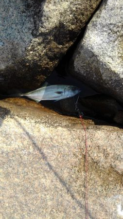 イワシ大量ですが・・・。