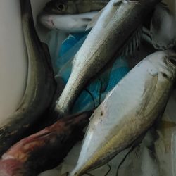 浜名湖　アジング