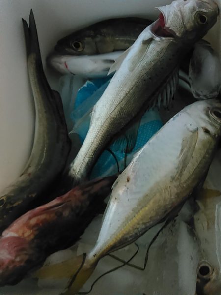 浜名湖　アジング