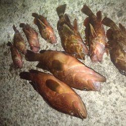 ロックフィッシュ