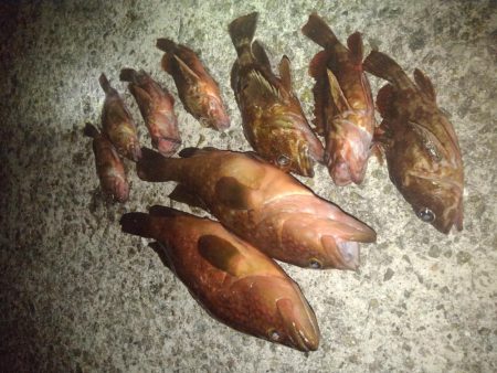 ロックフィッシュ