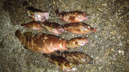 ロックフィッシュ