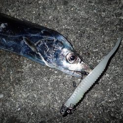 夕方の青物ラッシュ(^^)