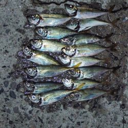 今日はいろいろ釣れた。