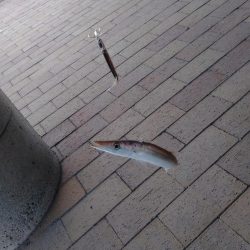 やっぱりかます。