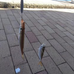 カマスカマスカマス