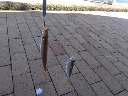 カマスカマスカマス