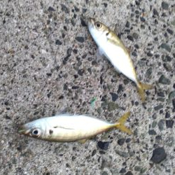 ジグサビキでハマチ!