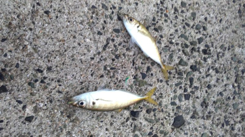 ジグサビキでハマチ!