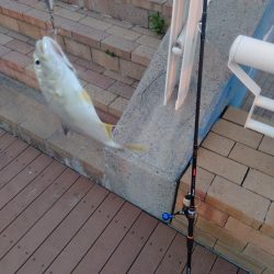 ライトショアジギング