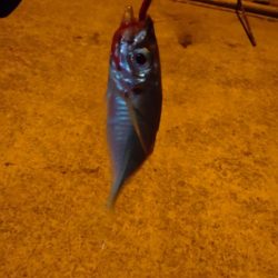 アジングと泳がせ