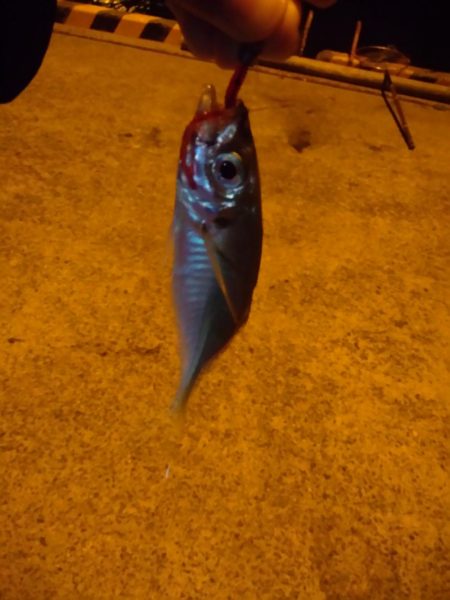 アジングと泳がせ