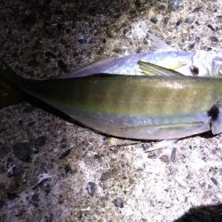 尺には届かんか…