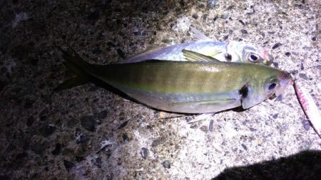 尺には届かんか…