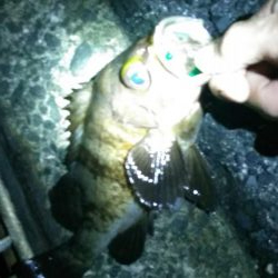 週末、釣り人（エギング）多いですね。