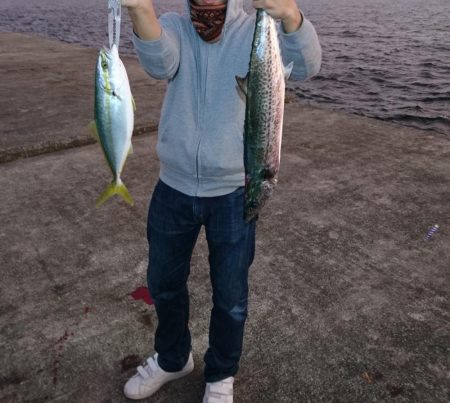 サワラ、タチウオ、ハマチ、アジ