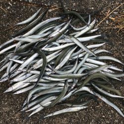 武庫川尻でアジとサヨリ爆釣