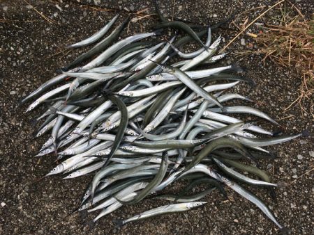 武庫川尻でアジとサヨリ爆釣