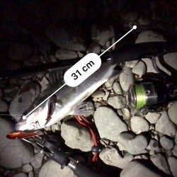 これは、シーバスが来てるで