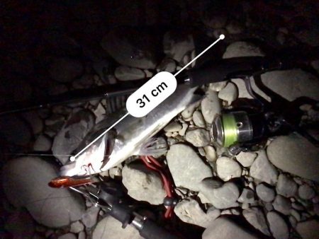 これは、シーバスが来てるで