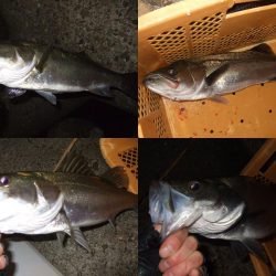 アジング釣行で五目