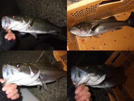 アジング釣行で五目