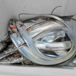 遊漁船 セトマリン 釣果