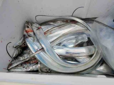 遊漁船 セトマリン 釣果