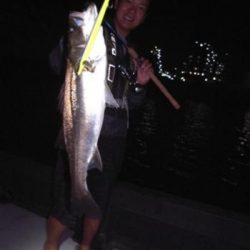 シーマジカル 釣果