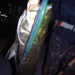 シーマジカル 釣果