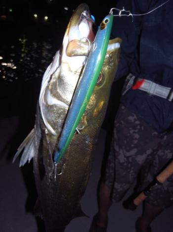 シーマジカル 釣果