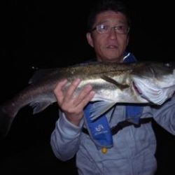 シーマジカル 釣果