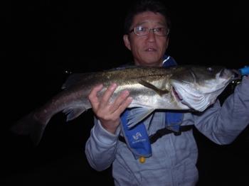 シーマジカル 釣果