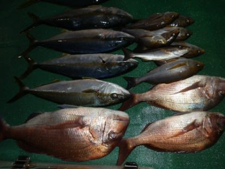 第二むつ漁丸 釣果