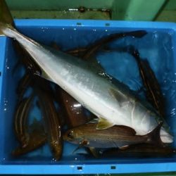 第二むつ漁丸 釣果