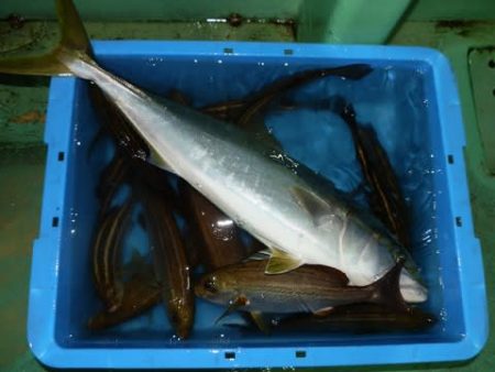 第二むつ漁丸 釣果