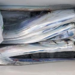 暁〜akatsuki〜 釣果