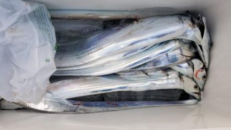 暁〜akatsuki〜 釣果