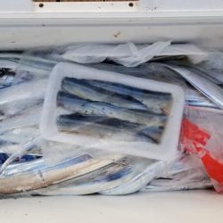 暁〜akatsuki〜 釣果