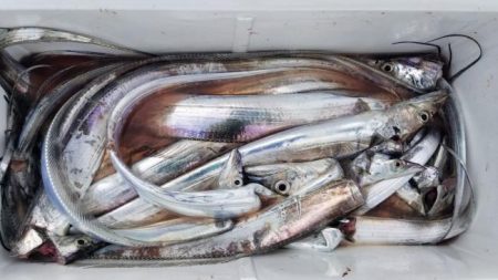 暁〜akatsuki〜 釣果