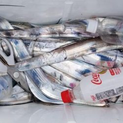 暁〜akatsuki〜 釣果