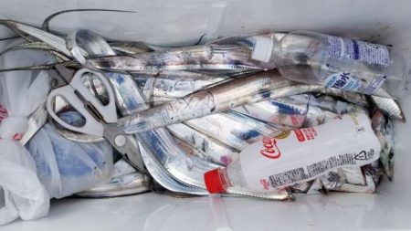 暁〜akatsuki〜 釣果