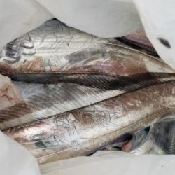 暁〜akatsuki〜 釣果