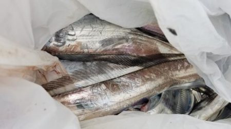 暁〜akatsuki〜 釣果